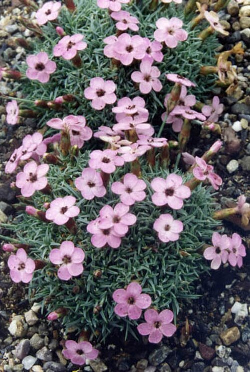 Moravian pink: Dianthus gratianopolitanus subsp. pulchellus