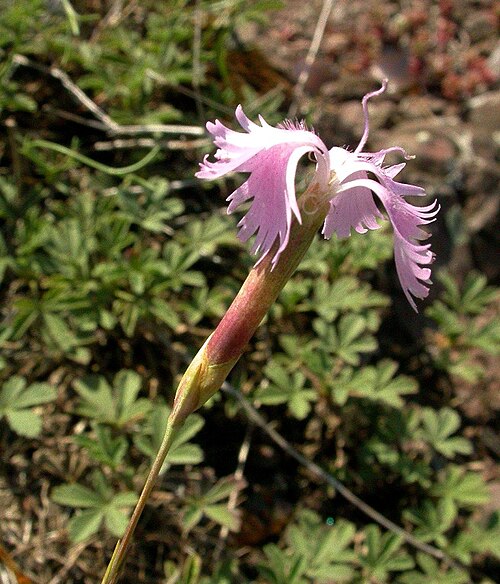 Moravian pink: Flower of Dianthus moravicus in Floríánek near Moravský Krumlov, Czech Republic