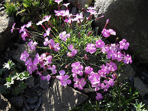 Moravian pink: Dianthus gratianopolitanus