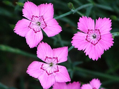Moravian pink: Dianthus gratianopolitanus cultyvar