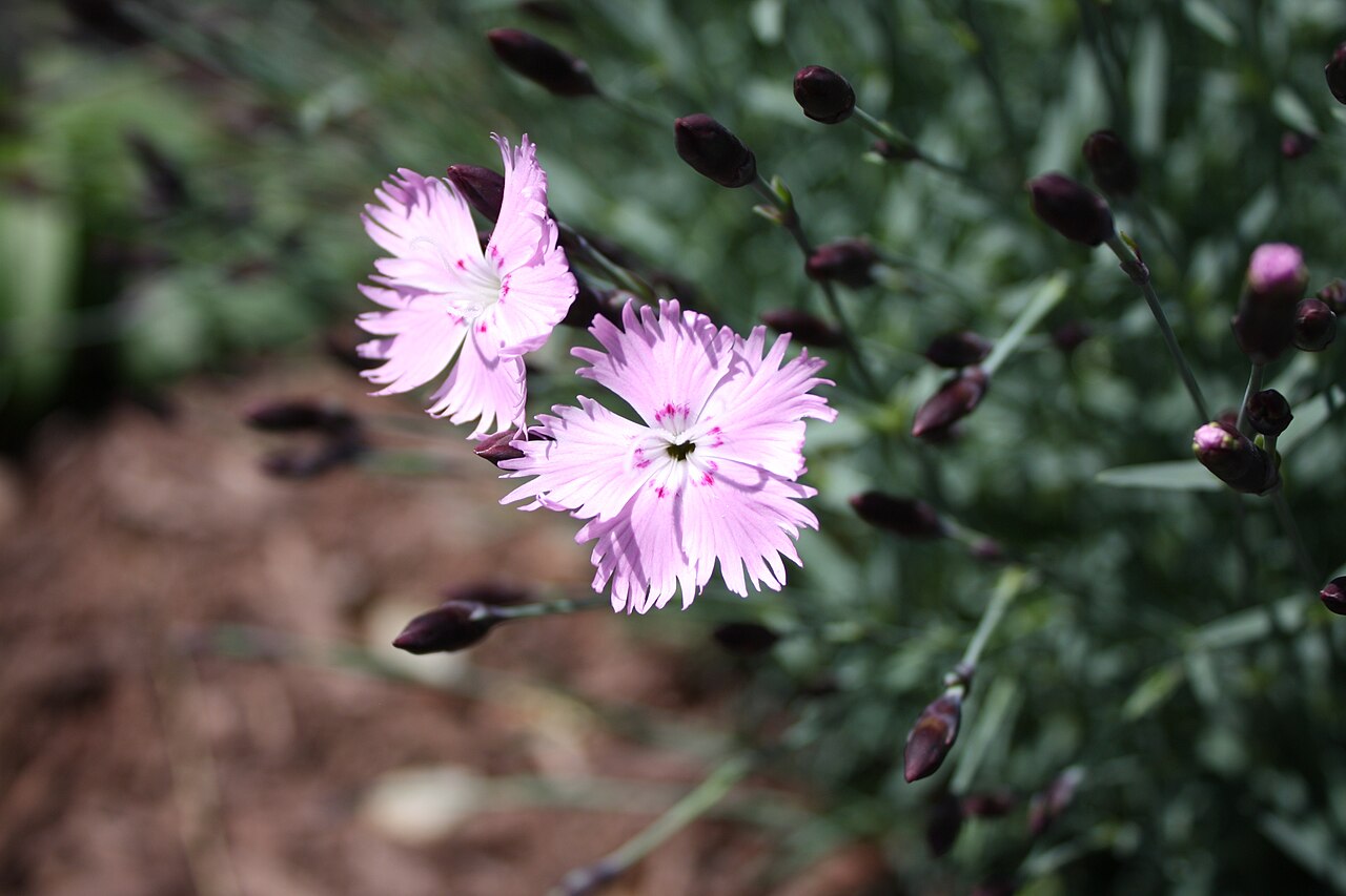 Moravian pink: Dianthus gratianopolitanus "Bath's Pink"
