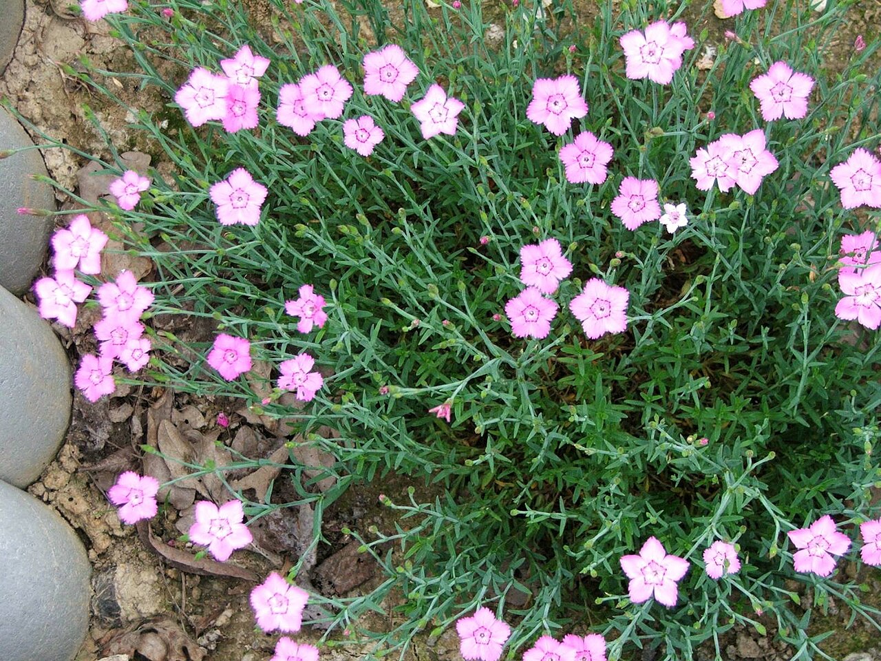 Moravian pink: Dianthus gratianopolitanus cultyvar