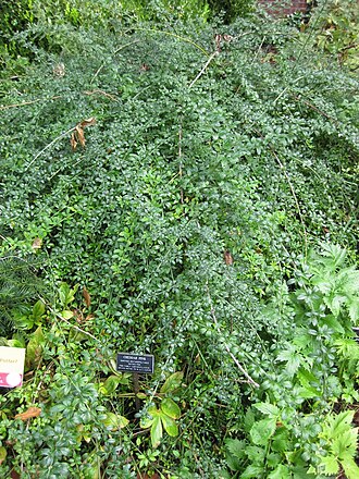 Moravian pink: This photo is from Gardenology.org and is available under CC-BY-SA 3.0 license. If you use it, please include attribution to Gardenology.org, with a link if the