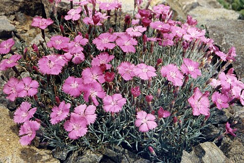 Moravian pink: Dianthus gratianopolitanus