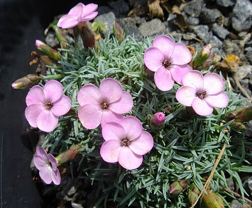 Moravian pink: Dianthus gratianopolitanus subsp. pulchellus