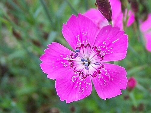 Moravian pink: Dianthus gratianopolitanus