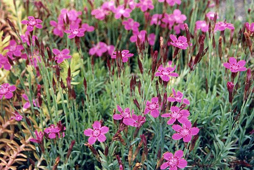 Dianthus myrtinervius: Dianthus myrtinervius
