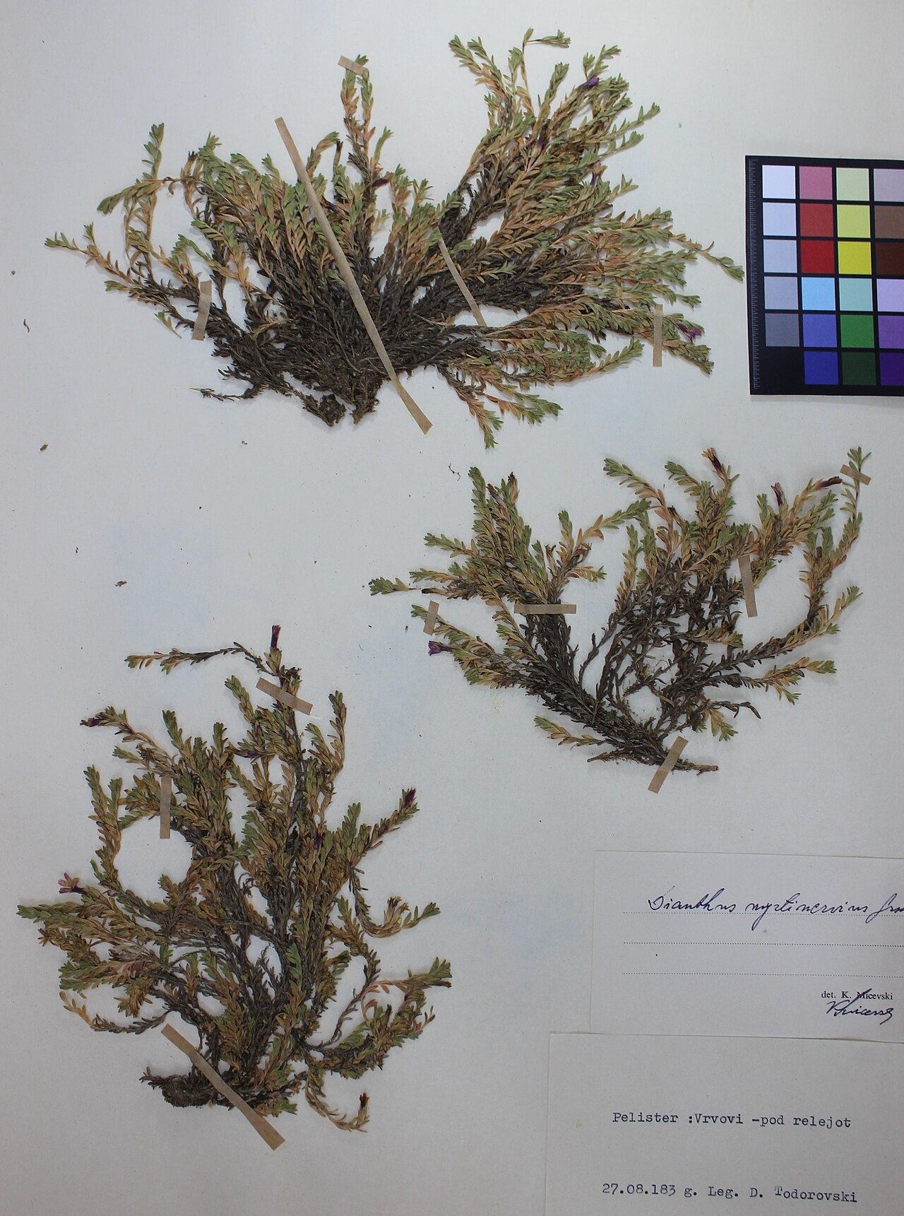 Dianthus myrtinervius: Dianthus Myrtinervius Griseb.