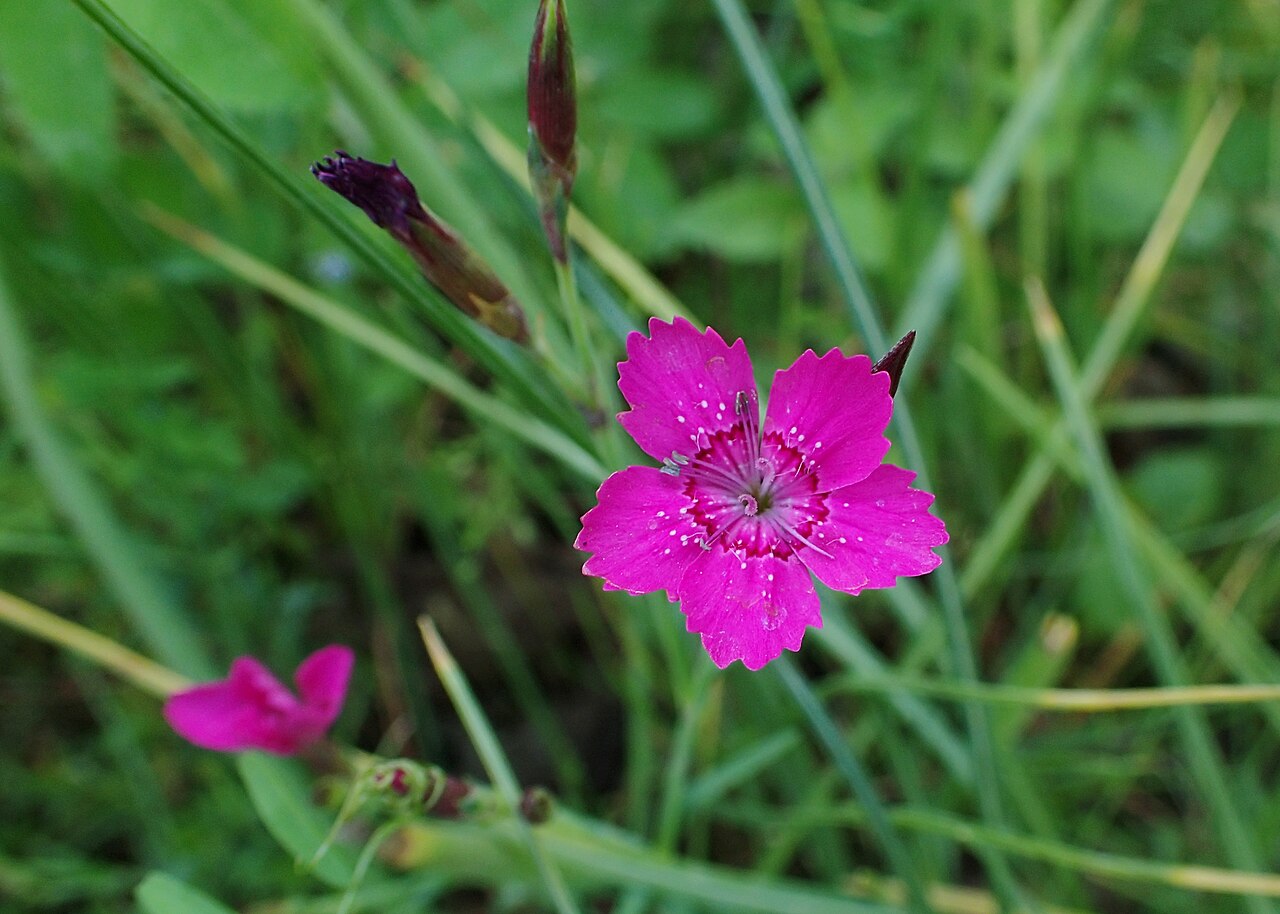 Dianthus myrtinervius: Dianthus myrtinervius in the Botanischer Garten, Berlin-Dahlem