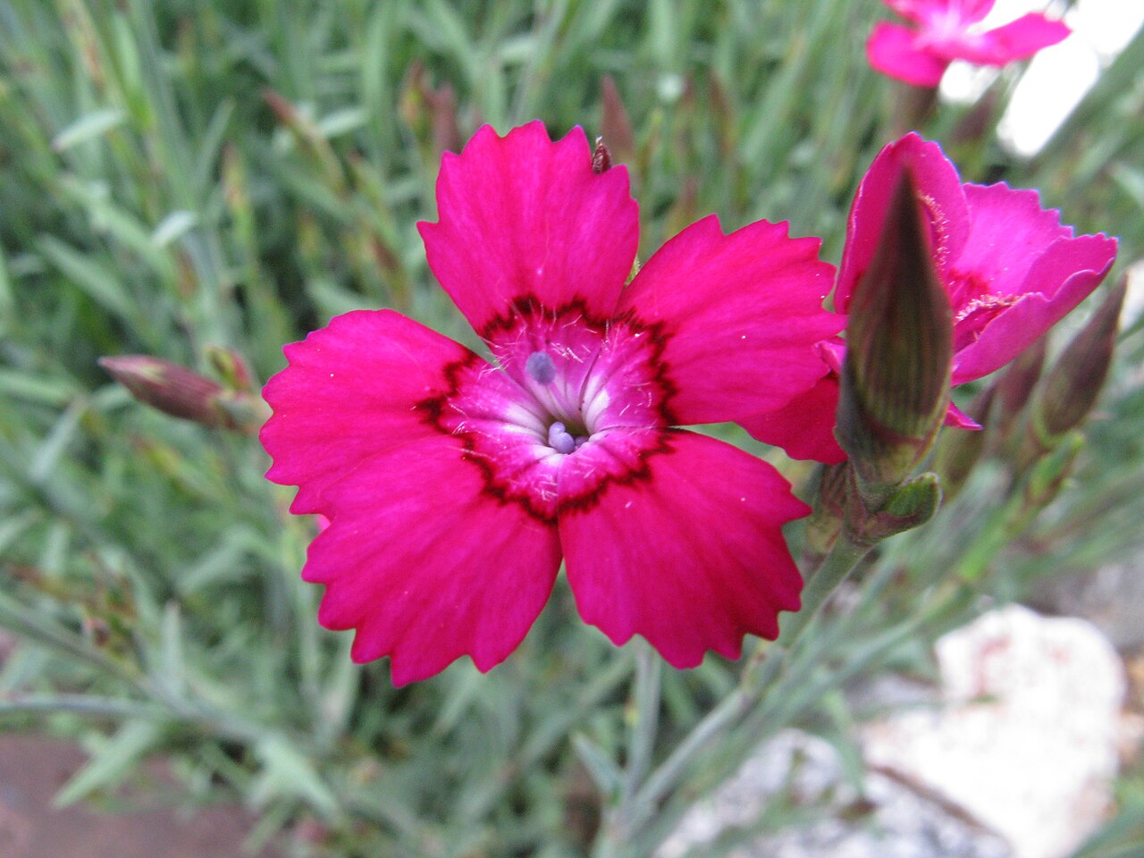 Dianthus myrtinervius: Scientific name Dianthus myrtinervius Place:Osaka,Japan