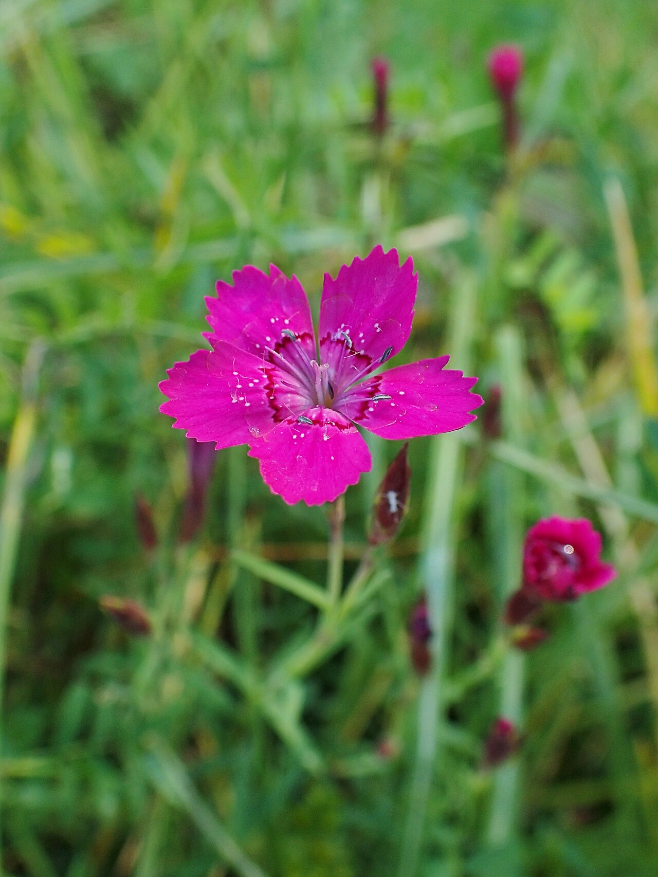 Dianthus myrtinervius: Dianthus myrtinervius in the Botanischer Garten, Berlin-Dahlem