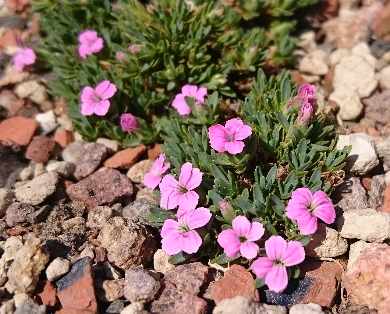 Dianthus myrtinervius: Dianthus kajmaktzalanicus