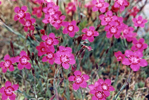 Dianthus myrtinervius: Dianthus myrtinervius