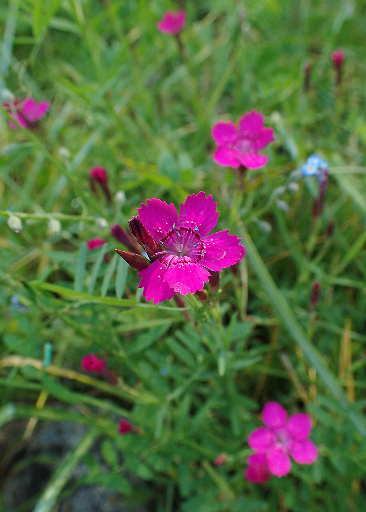 Dianthus myrtinervius: Dianthus myrtinervius in the Botanischer Garten, Berlin-Dahlem