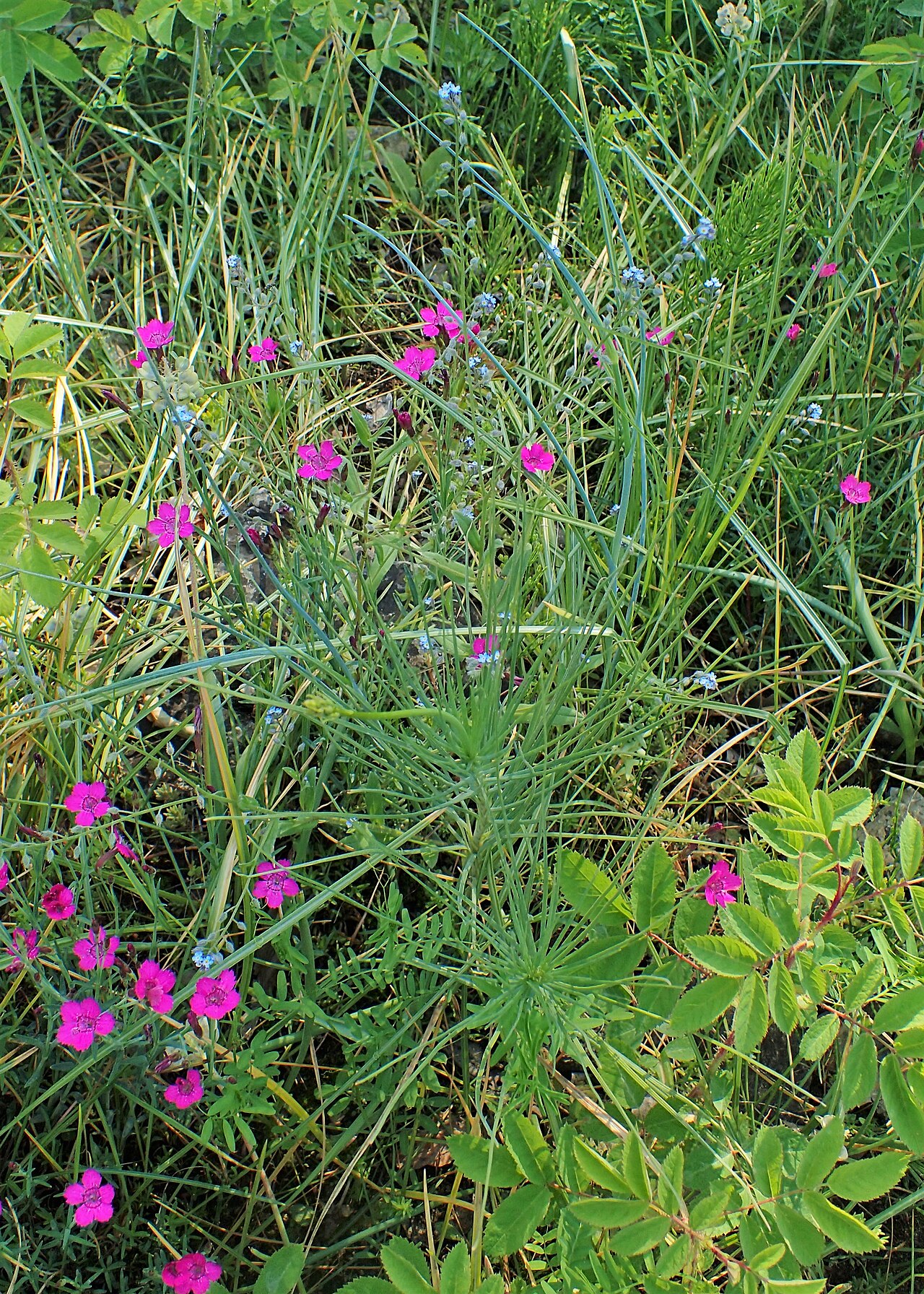 Dianthus myrtinervius: Dianthus myrtinervius in the Botanischer Garten, Berlin-Dahlem