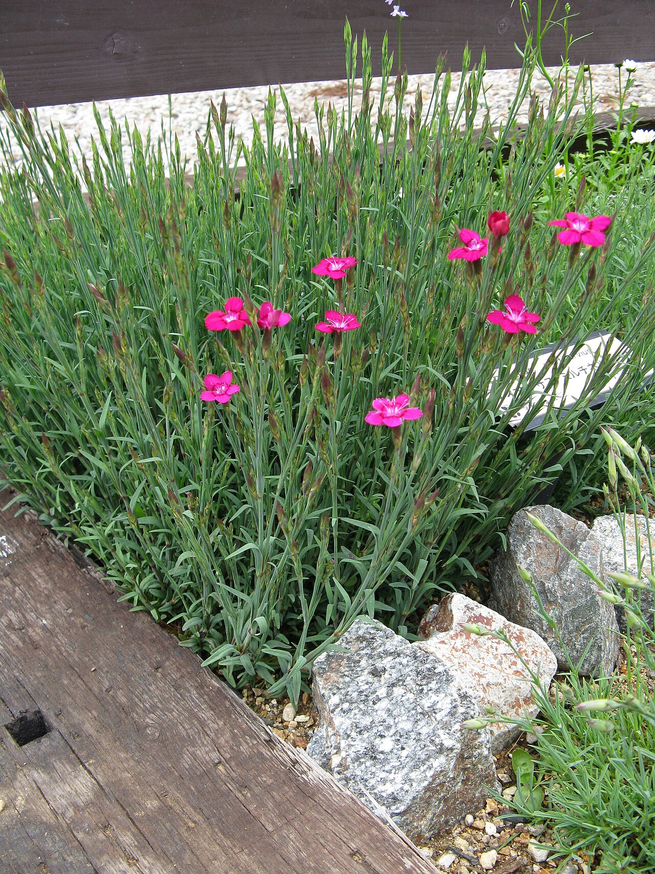 Dianthus myrtinervius: Scientific name Dianthus myrtinervius Place:Osaka,Japan