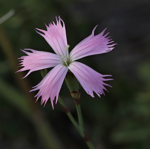 Grass carnation (Dianthus namaensis)