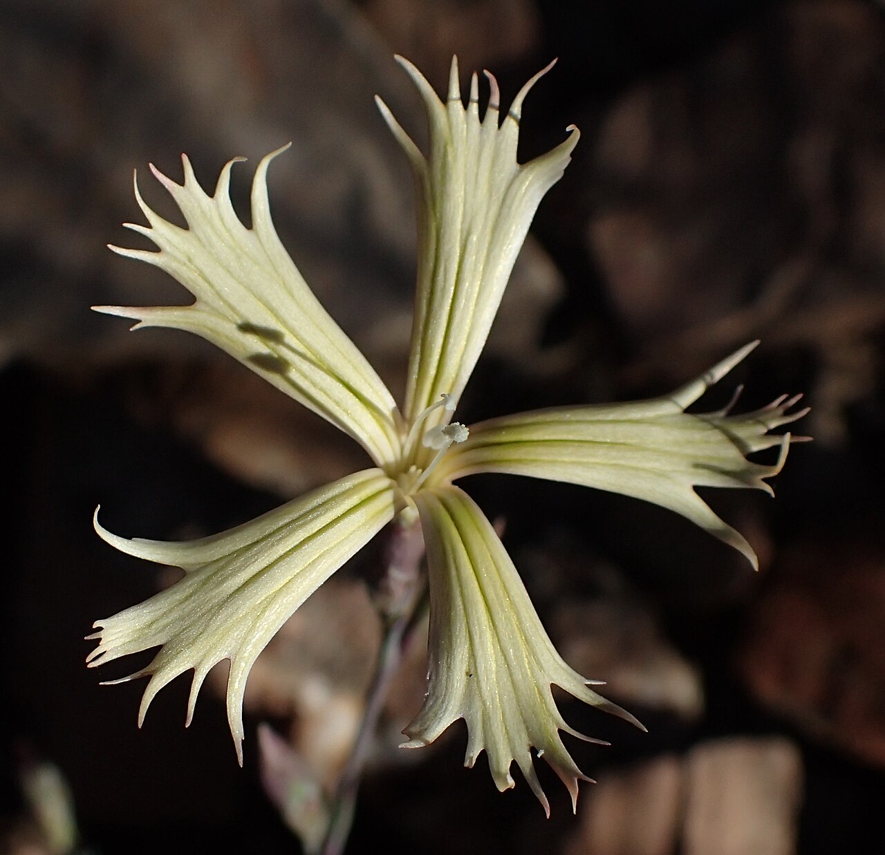 Grass carnation: Nama Pink ( Dianthus namaensis ) in South Africa
