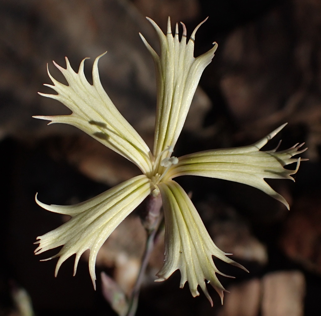 Grass carnation (Dianthus namaensis)