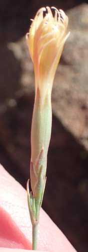 Grass carnation (Dianthus namaensis)