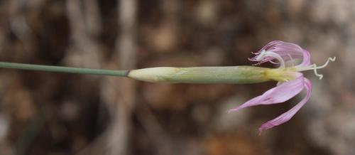 Grass carnation (Dianthus namaensis)