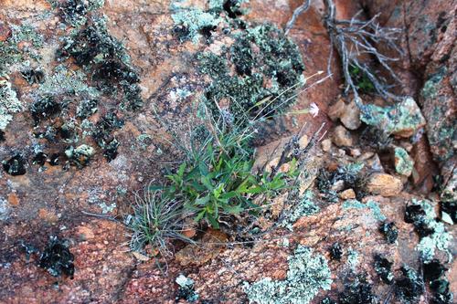 Grass carnation (Dianthus namaensis)
