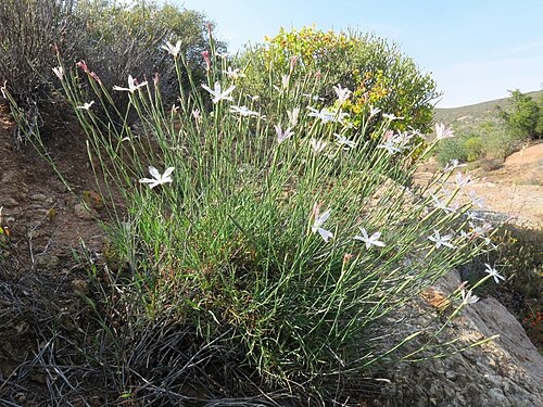 Grass carnation: Dianthus namaensis, Farm Brakputs, Namakwa, South Africa, 2018-10-01 (iNaturalist).
