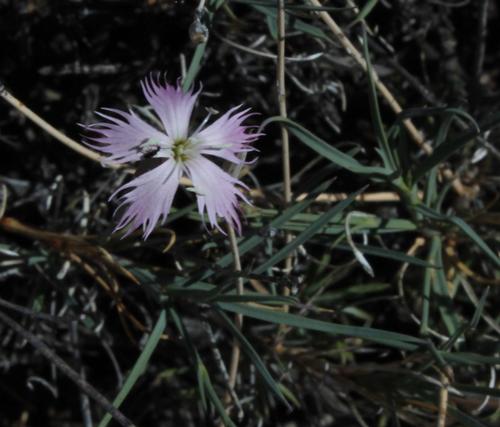 Grass carnation (Dianthus namaensis)