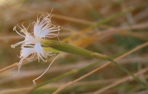 Grass carnation (Dianthus namaensis)