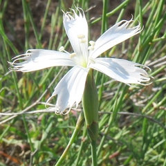 Grass carnation (Dianthus namaensis)