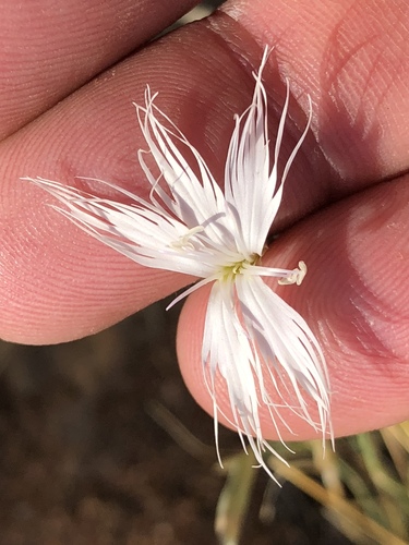 Grass carnation (Dianthus namaensis)
