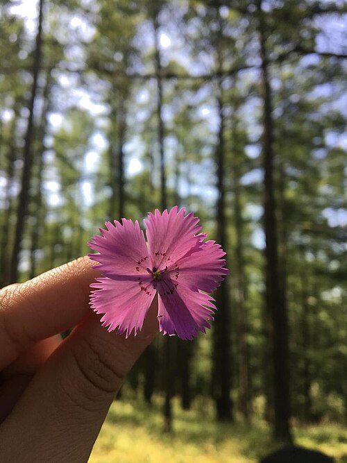 Dianthus nardiformis: Dianthus nardiformis flower in Mongolia