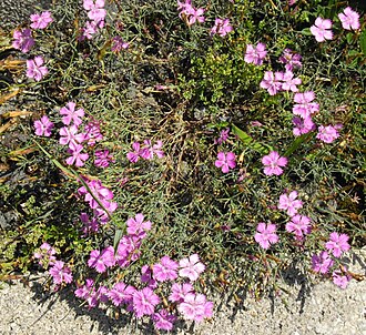 Dianthus nardiformis: Dianthus nardiformis