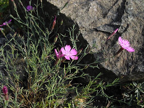Dianthus nardiformis: Dianthus nardiformis