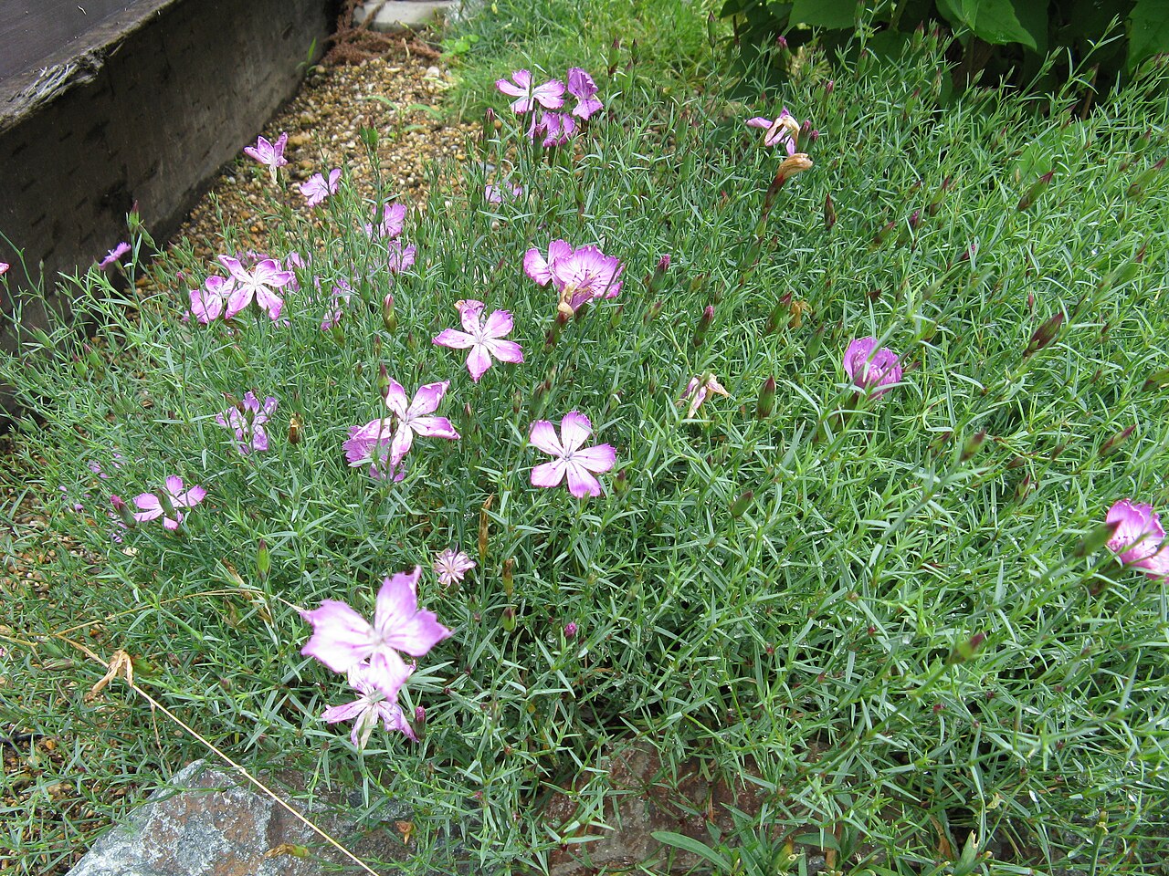 Dianthus nardiformis: Scientific name Dianthus nardiformis Place:Osaka,Japan