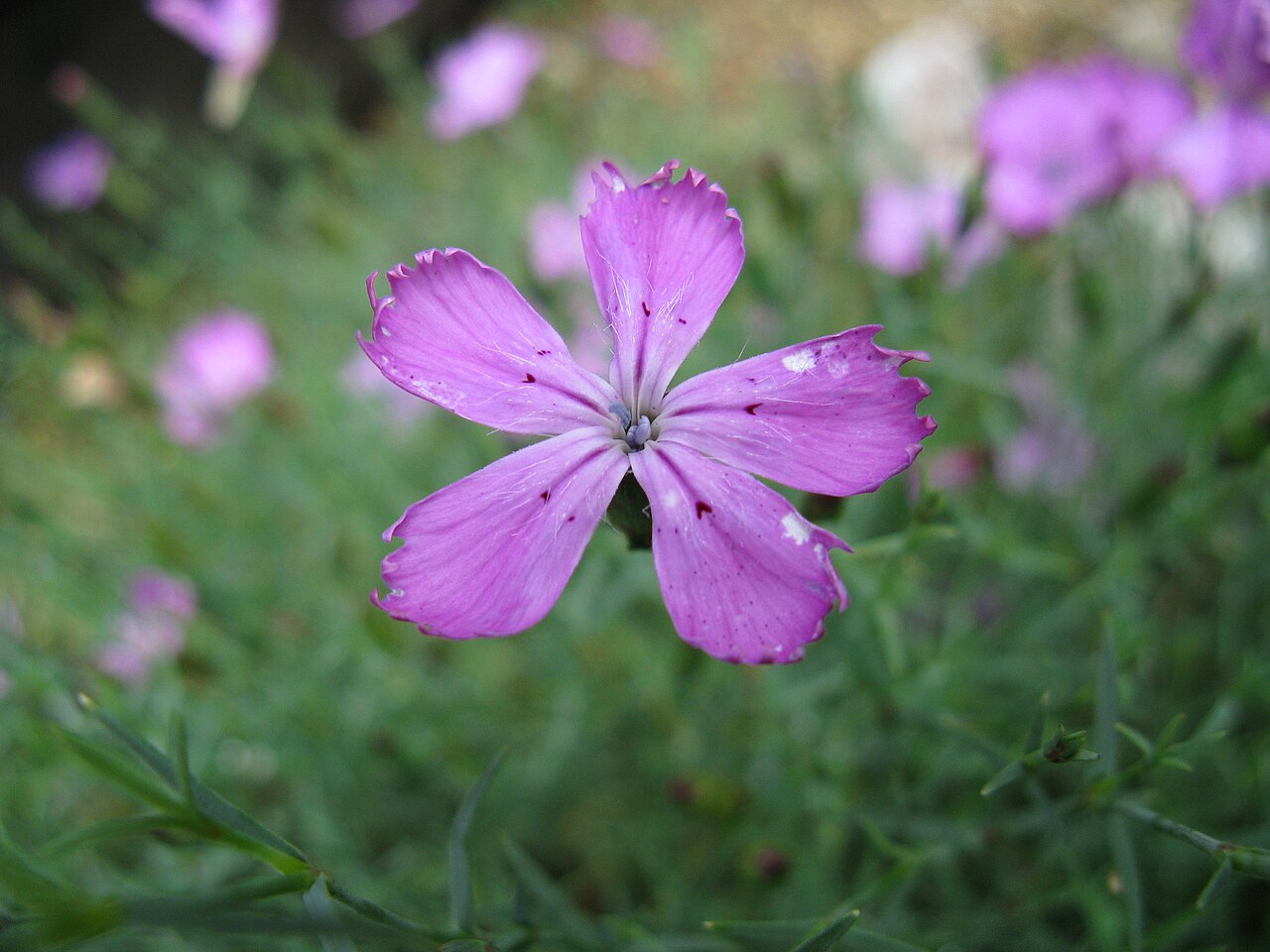 Dianthus nardiformis: xx