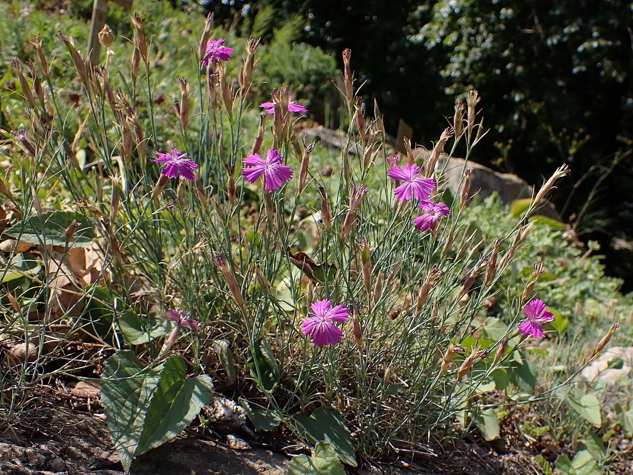Dianthus nardiformis: Dianthus nardiformis in the Botanischer Garten, Berlin-Dahlem