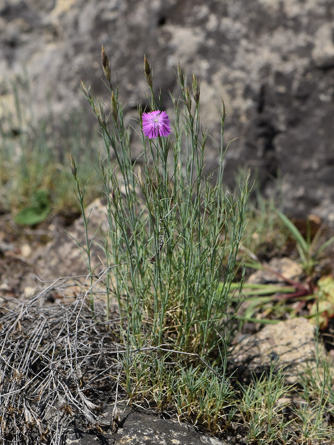 Dianthus nardiformis: Dianthus nardiformis in the Botanischer Garten, Berlin-Dahlem