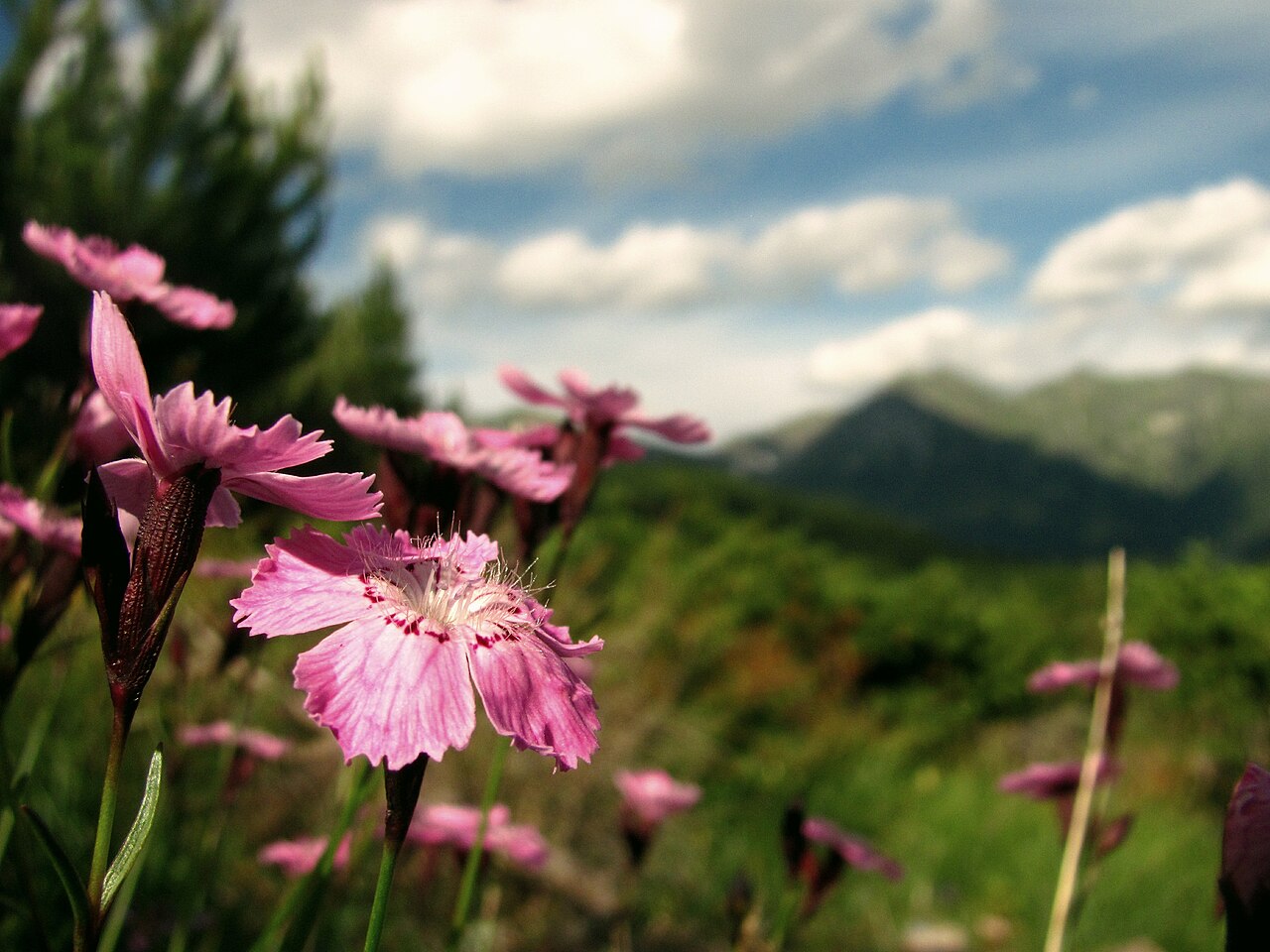 Carpathian glossy pink: Dianthus nitidus Waldst. et Kit. – rare and endangered West Carpathian paleoendemic species