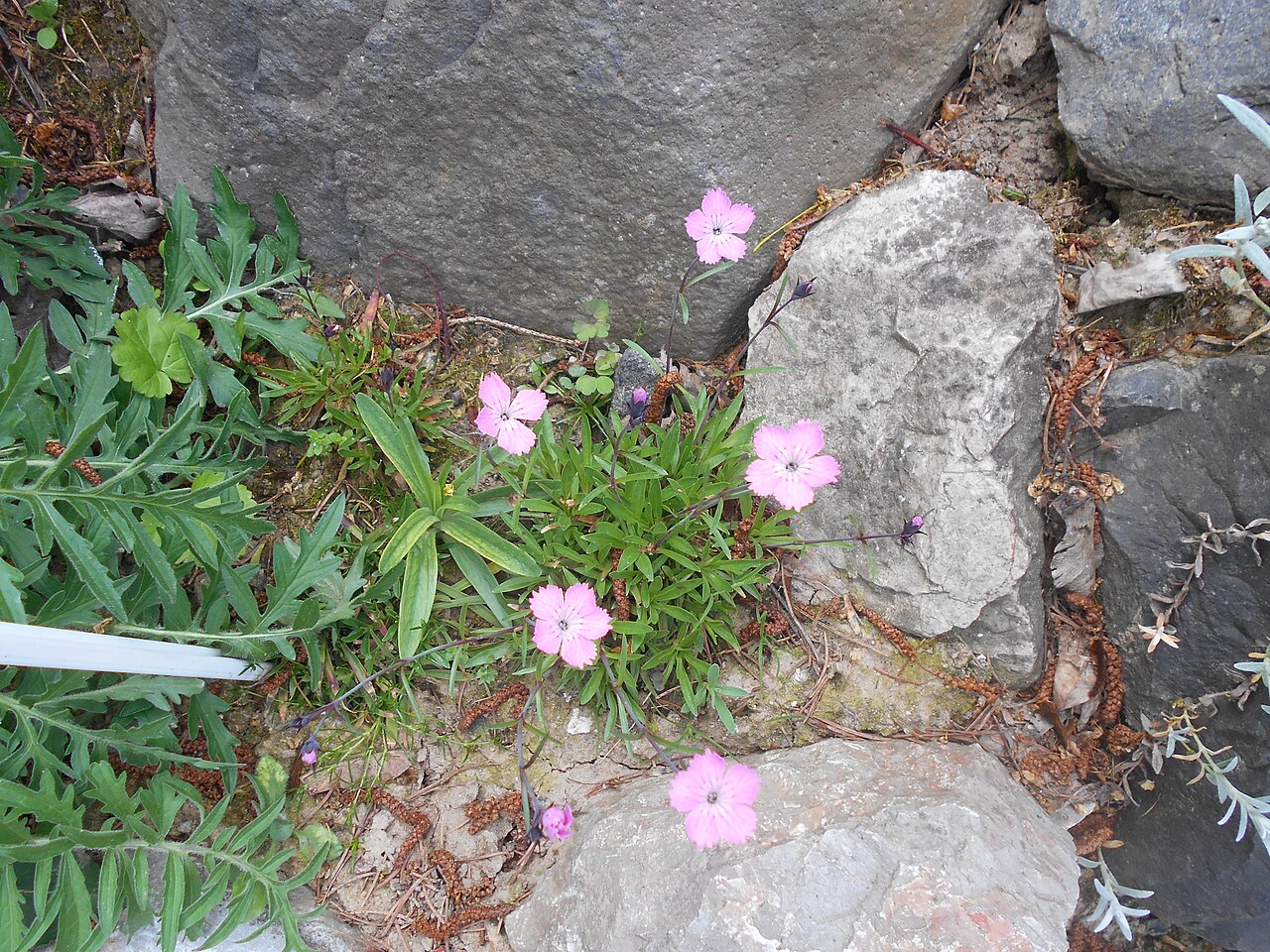 Carpathian glossy pink: Goździk lśniący ( Dianthus nitidus ), Ogród Botaniczny UMCS w Lublinie