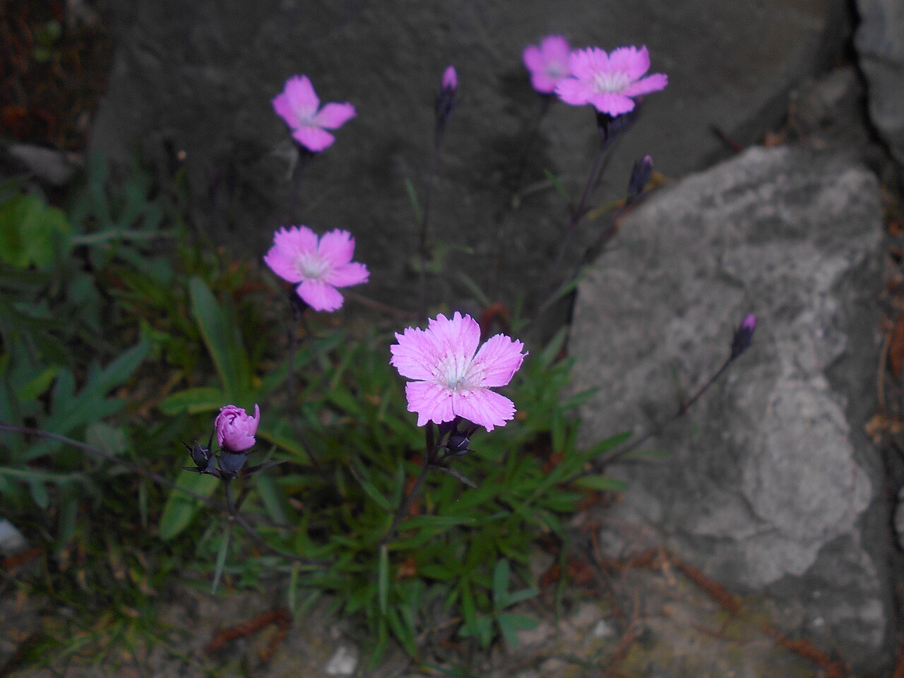 Carpathian glossy pink: Goździk lśniący ( Dianthus nitidus ), Ogród Botaniczny UMCS w Lublinie