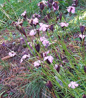 Carpathian glossy pink: Dianthus nitidus
