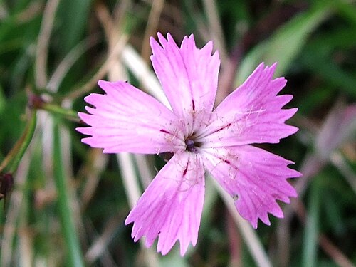 Carpathian glossy pink: Dianthus nitidus