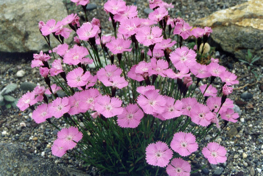 Carpathian glossy pink: Dianthus nitidus