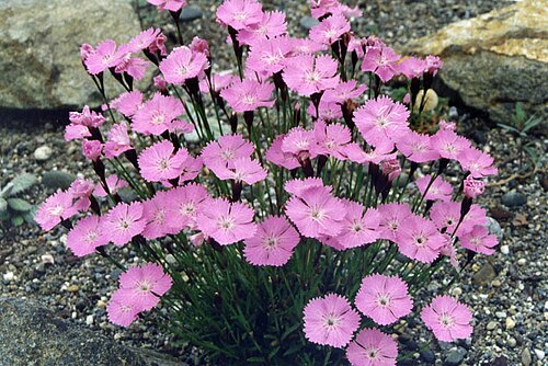 Carpathian glossy pink: Dianthus nitidus