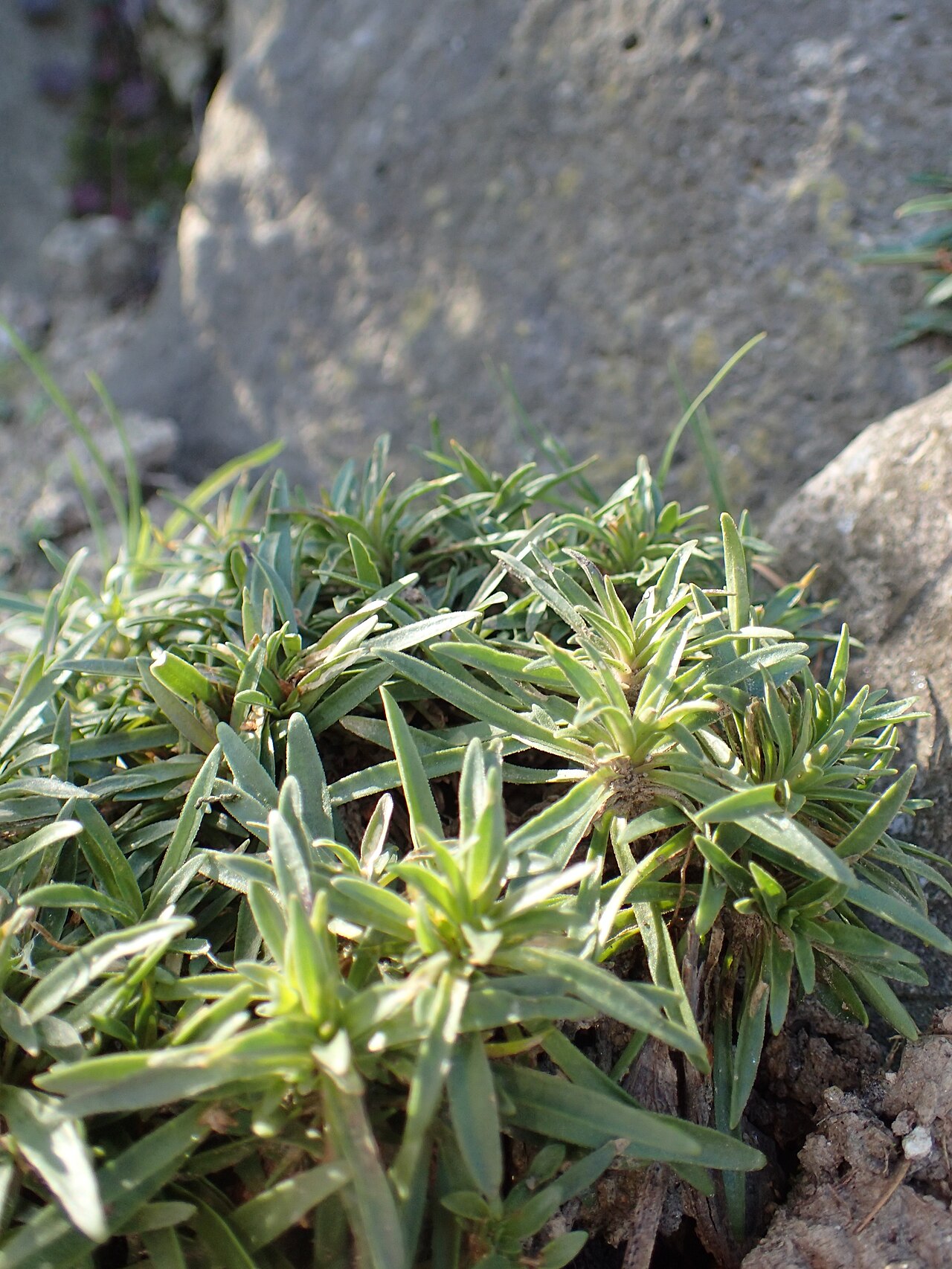 Carpathian glossy pink: Dianthus nitidus in the UMCS Botanical Garden in Lublin