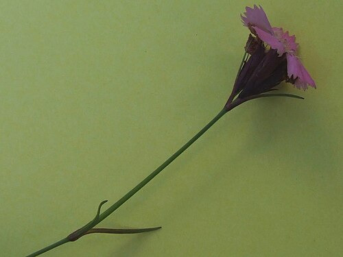 Carpathian glossy pink: Dianthus nitidus