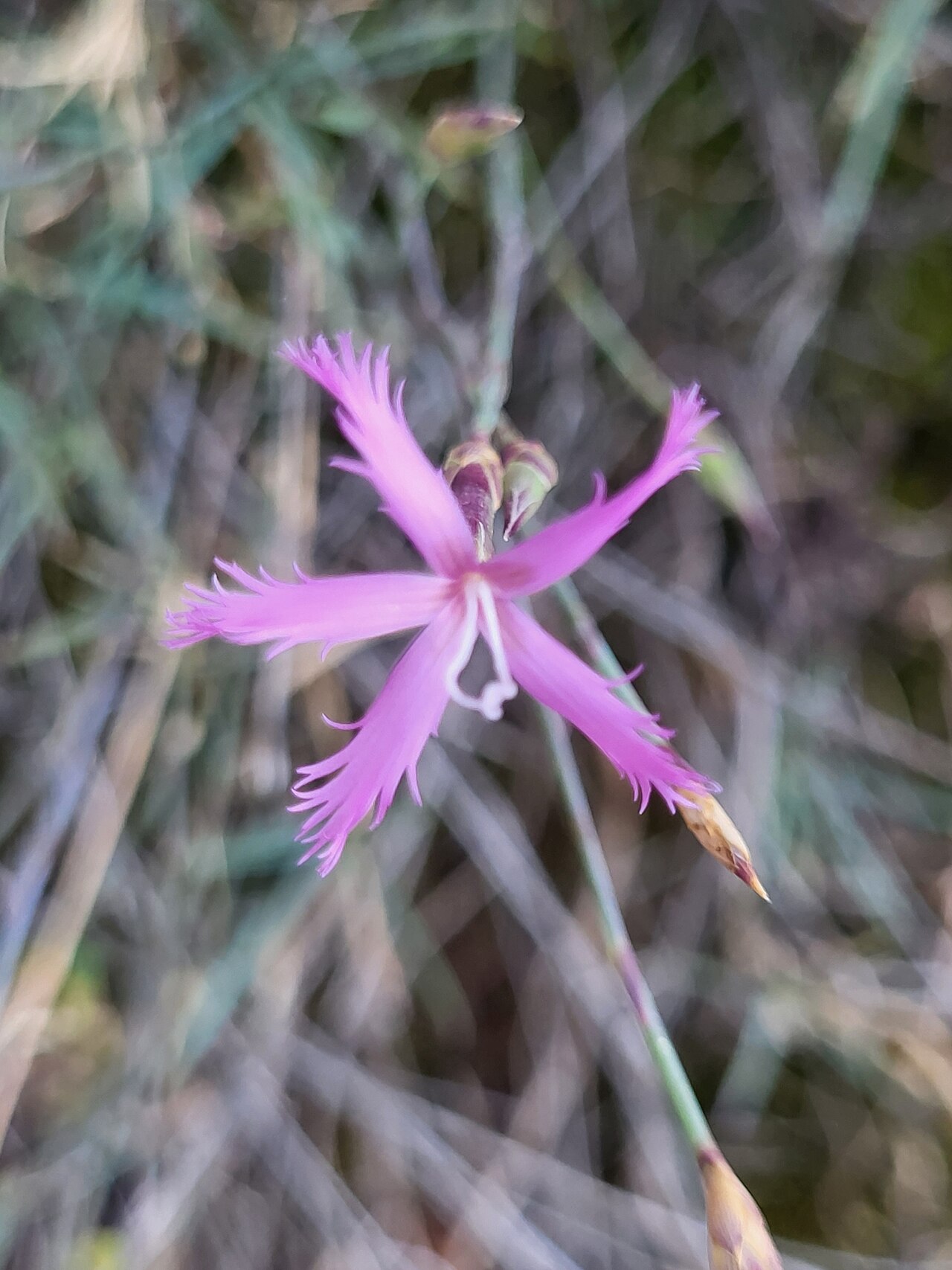 Dianthus orientalis: Dianthus orientalis — Field observation from Areni 3604, Armenien, Armenia. Collected by Jacek Pietruszewski (2023-06-29). Recorded in GBIF occurrence 443887678
