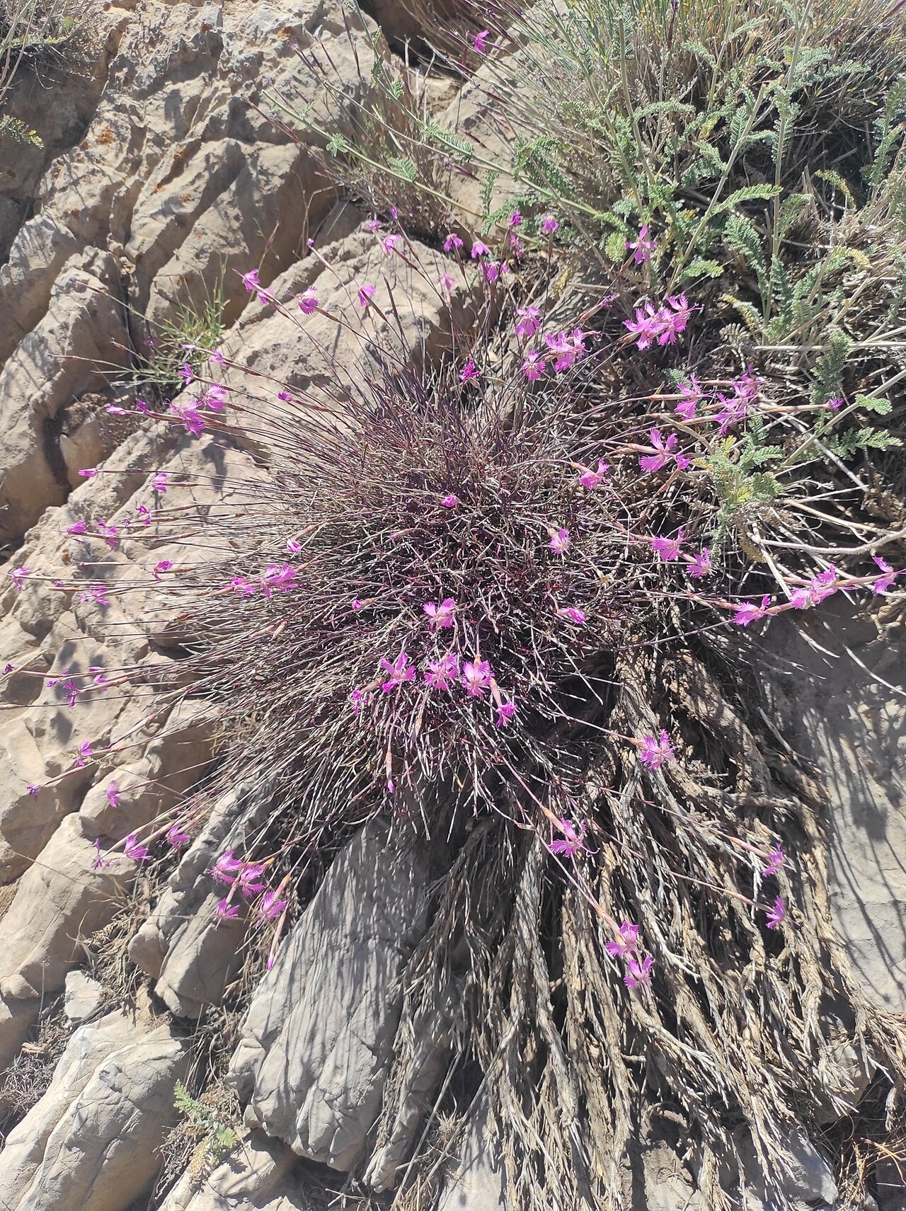 Dianthus orientalis: Dianthus orientalis — Field observation from Aligudarz, IR-LO, IR, Iran. Collected by Dmitry Lyskov (2023-07-12). Recorded in GBIF occurrence 4405073529 .