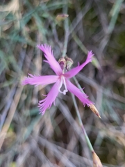 Dianthus orientalis (Dianthus orientalis)